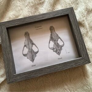 Framed Coyote Skull Art Print